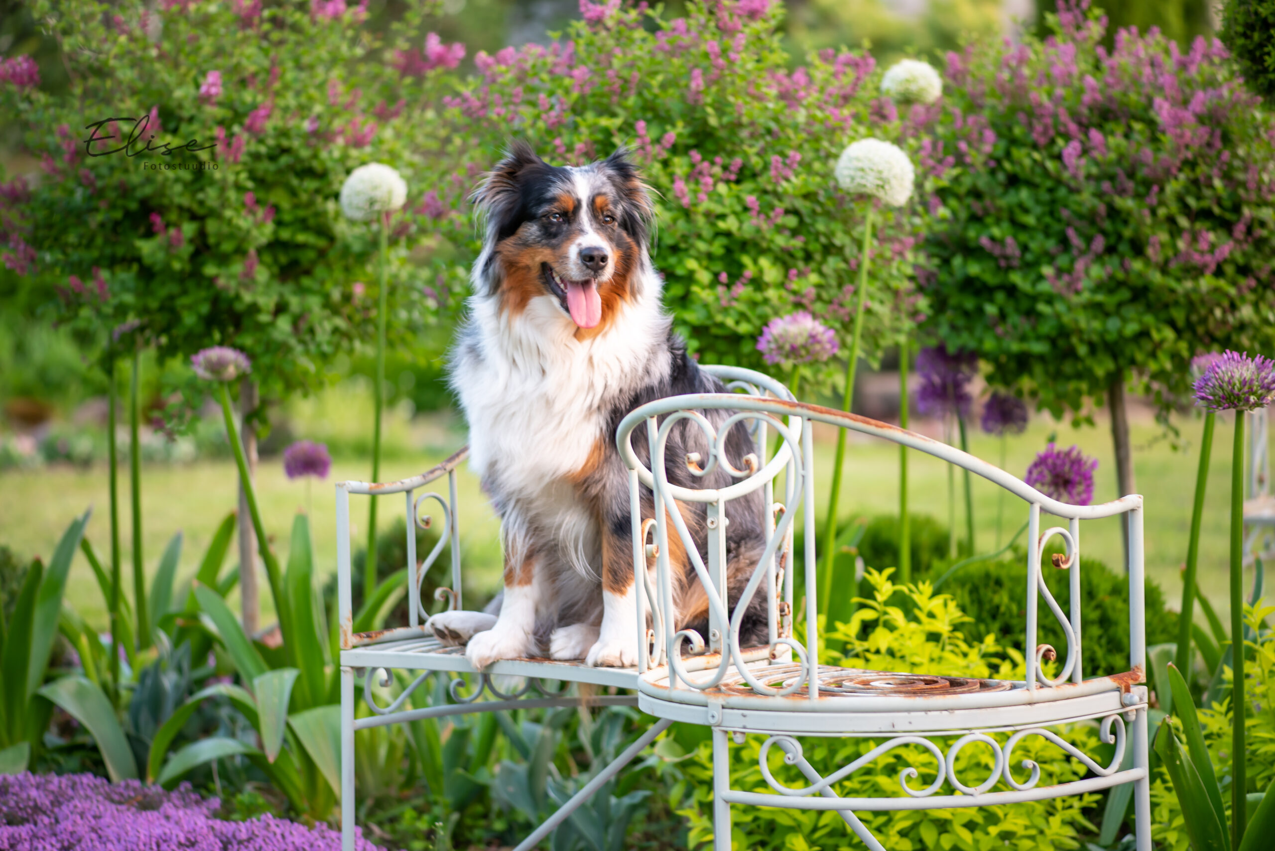 Pallipeenar lillas-kuldses värvigammas