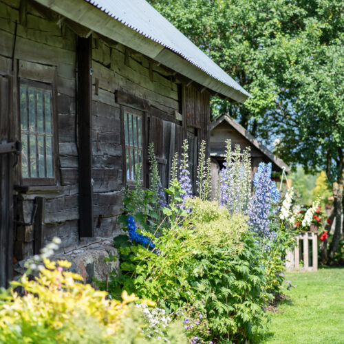 Kõrgete püsikutega peenar maja seina äärde