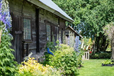 Kõrgete püsikutega peenar maja seina äärde